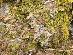 Peltigera elisabethae