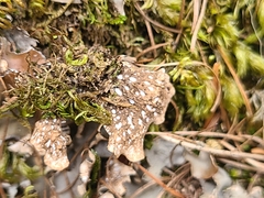 Peltigera elisabethae