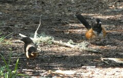 Pipilo erythrophthalmus alleni