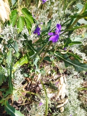 Consolida orientalis