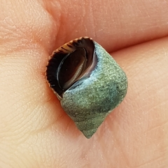 Tectarius striatus