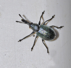 Mesauletobius pubescens