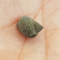 Tectarius striatus