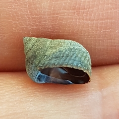 Tectarius striatus