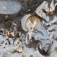 Tectarius striatus