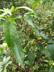 Melicope pteleifolia
