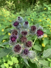 Arctium tomentosum