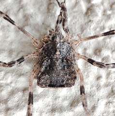Odiellus spinosus