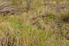 Distichlis distichophylla