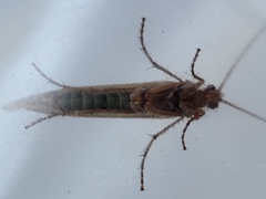 Limnephilus marmoratus