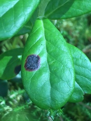 Mycosphaerella stemmatea