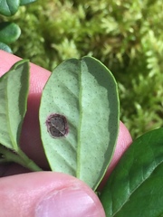 Mycosphaerella stemmatea