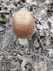 Amanita pantherina