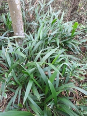 Setaria plicata