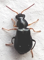 Coleoptera