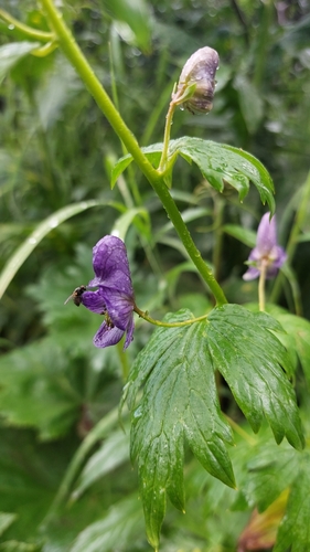 Image of Aconitum fischeri by (c) Lena Perova, some rights reserved (CC BY)