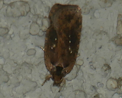 Agonopterix ciliella