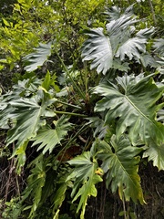 Philodendron lacerum