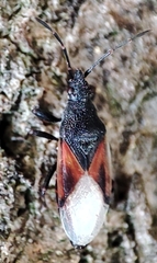 Oxycarenus lavaterae