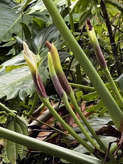 Philodendron lacerum