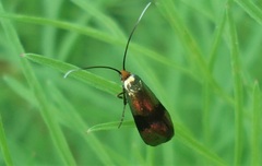 Nemophora minimella