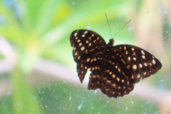 Lexias dirtea
