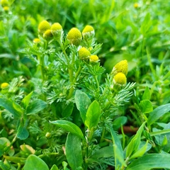 Matricaria discoidea