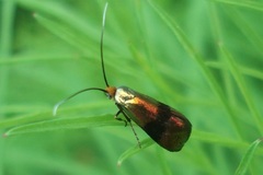 Nemophora minimella