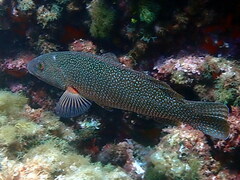 Labrus viridis