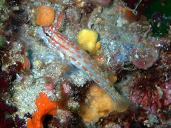 Gobius kolombatovici