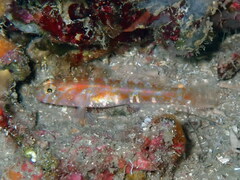 Vanneaugobius dollfusi