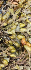 Fucus guiryi