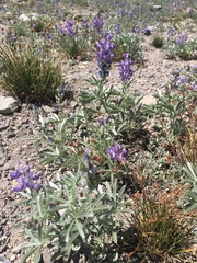Lupinus obtusilobus
