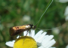 Nemophora minimella
