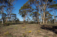 Eucalyptus salmonophloia