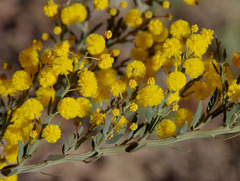 Acacia ulicina