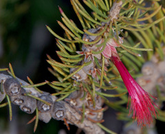 Melaleuca hawkeswoodii