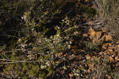 Leucopogon simulans