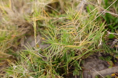 Distichlis distichophylla