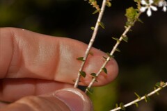 Leucopogon simulans