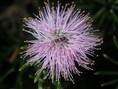 Melaleuca tinkeri