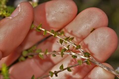 Leucopogon simulans