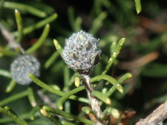 Melaleuca tinkeri