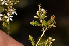 Leucopogon simulans