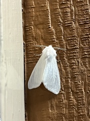 Spilosoma vestalis