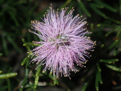Melaleuca tinkeri