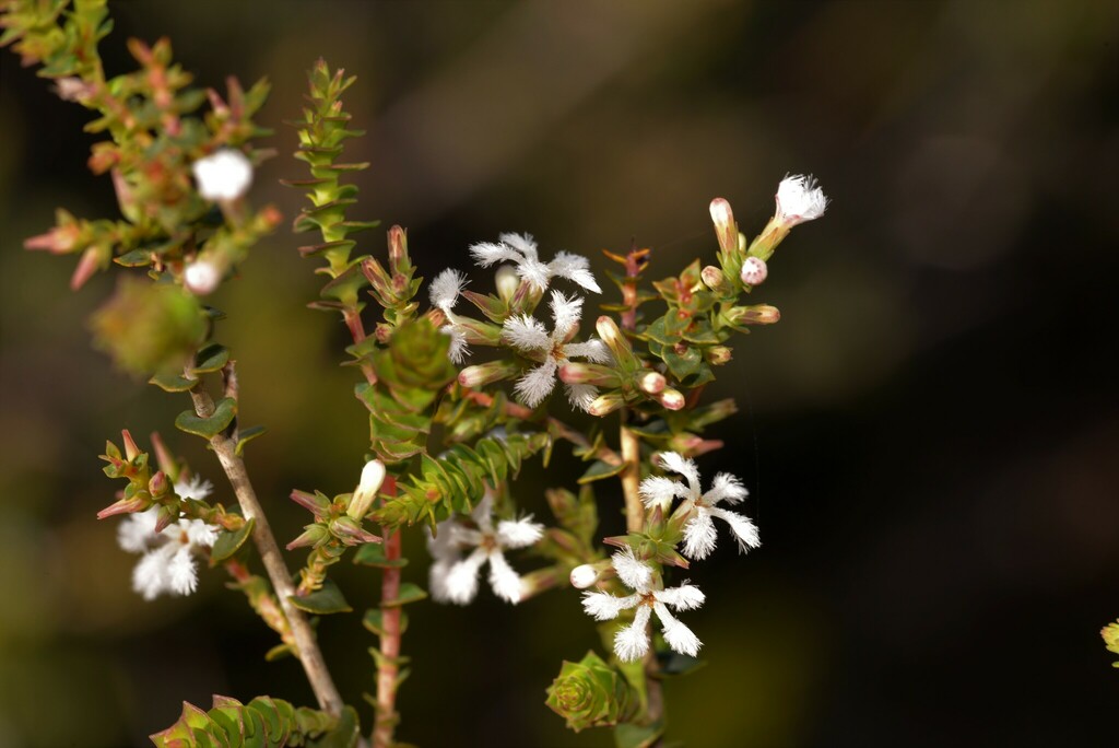 Leucopogon simulans