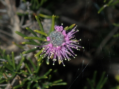 Melaleuca tinkeri