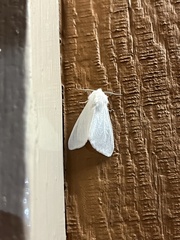 Spilosoma vestalis