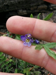 Polemonium californicum